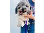 Adopt Annie a Shih Tzu
