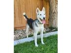 Adopt Suki a Husky, Mixed Breed