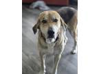 Adopt Summer a Anatolian Shepherd, Mixed Breed