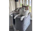 Adopt Shelby a Domestic Short Hair, Tabby