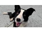 Adopt Stella a Border Collie