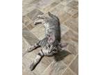 Adopt Honey a Domestic Short Hair, Tabby