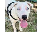 Adopt Princess a Mixed Breed