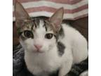 Adopt ARFA-Stray-ar109 a American Shorthair