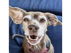 Adopt Coco Carnegie a Beagle