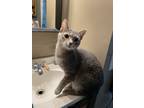 Adopt Akita a Domestic Short Hair