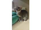 Adopt Emtpoda a Domestic Short Hair