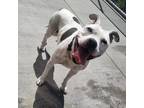 Adopt AnaBella (Ana or NaNa) a American Staffordshire Terrier