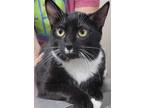 Adopt AC Charlotte a Domestic Short Hair