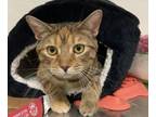 Adopt AC Meredith a Domestic Short Hair