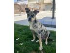 Adopt Blossom a Pit Bull Terrier, Staffordshire Bull Terrier