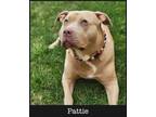Adopt Pattie a American Staffordshire Terrier