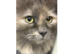 Adopt Aurora a Domestic Long Hair