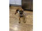 Adopt Bryn a Boxer