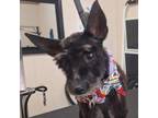 Adopt Lettie a Schnauzer