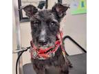 Adopt Lottie a Schnauzer