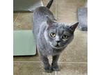 Adopt Margot a Scottish Fold