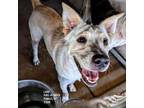 Adopt Lana a Retriever