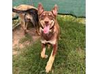 Adopt Chardonnay a Husky
