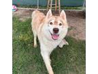 Adopt Merlot a Husky