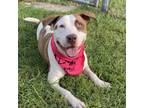 Adopt Candy a Pit Bull Terrier
