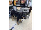 Adopt Britta - Adoptable a German Shepherd Dog, Mixed Breed