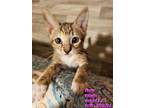 Adopt Kittens! a American Shorthair
