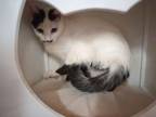Adopt Josephine a Domestic Short Hair