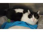 Adopt Quincy a Domestic Short Hair