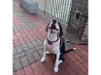 Adopt Rory Roo a Border Collie