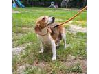 Adopt Shelby a Beagle