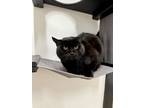 Adopt Valerie a Domestic Short Hair