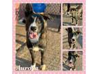 Adopt Aurora CFS 240048491_2 a Husky
