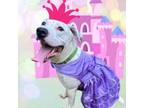 Adopt Blossom a American Staffordshire Terrier, Dalmatian