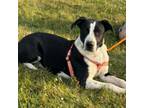 Adopt Gabby a Border Collie, Wirehaired Terrier