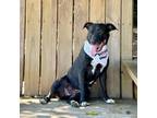 Adopt Lola a Black Labrador Retriever, Boxer
