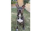 Adopt Ripley a Pit Bull Terrier, Australian Cattle Dog / Blue Heeler