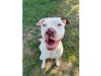 Adopt Jasmine (Snow) a Pit Bull Terrier