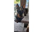 Adopt Elowen a Domestic Short Hair
