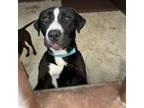 Adopt Avery a Border Collie