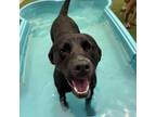 Adopt Indi a Black Labrador Retriever