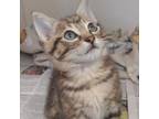Adopt Maple a Domestic Short Hair