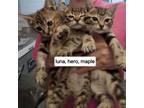 Adopt Luna a Domestic Short Hair