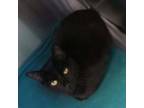 Adopt Raven a Domestic Medium Hair