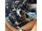 Adopt Poppy a Husky