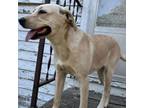 Adopt Giza a Shar-Pei, Labrador Retriever