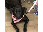 Adopt Cheyenne a Labrador Retriever, Shepherd