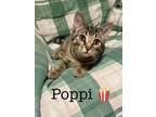 Adopt Poppi a Tabby