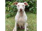 Adopt Cereal Litter: Coco Puffs (MOM) a Catahoula Leopard Dog, Mixed Breed