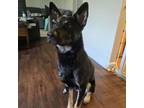 Adopt Thea a German Shepherd Dog